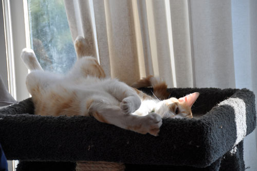 Mr Kitty in the cat tree